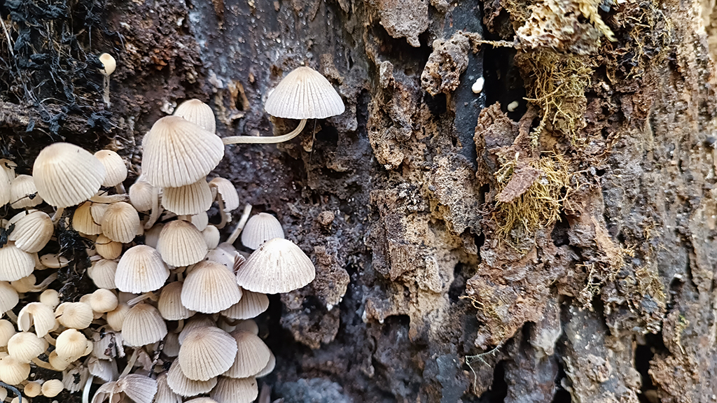 Gesäter Tintling Gesäter Tintling